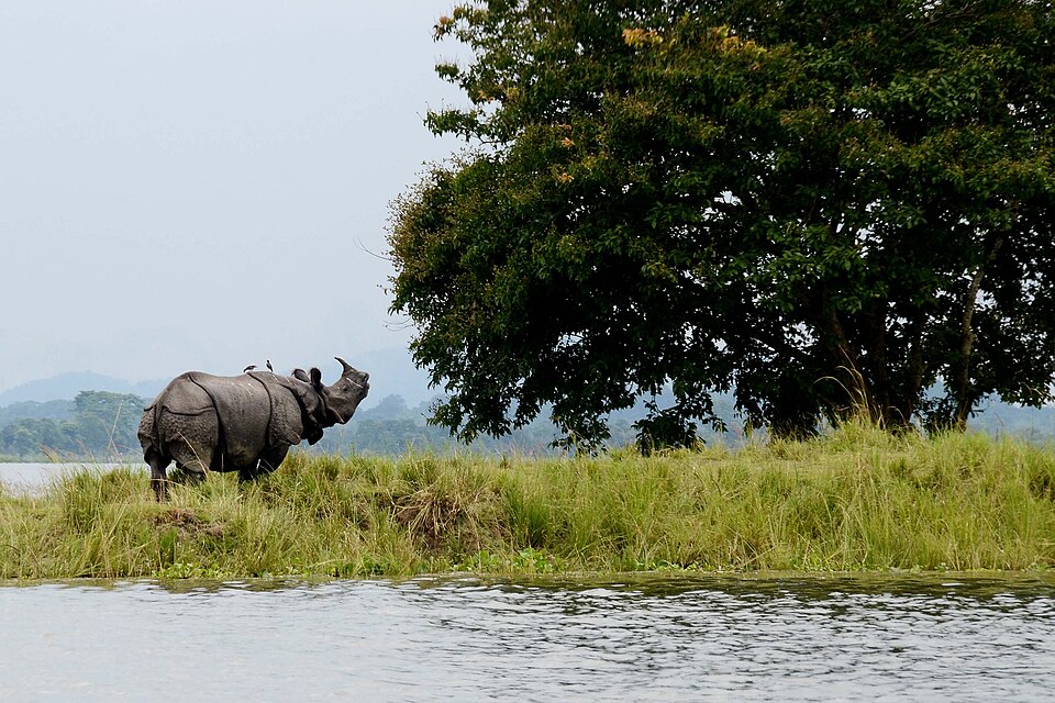 Assam — culture & landscape